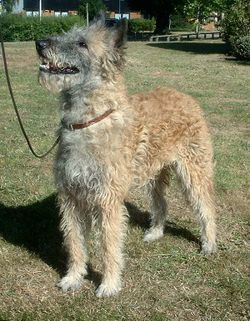 belgian-shepherd-laekenois.jpg
