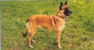 1%2044%20Belg%20ovciak%20MALINOIS.jpg