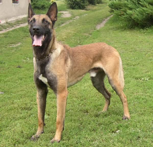 Belgian_Malinois.jpg