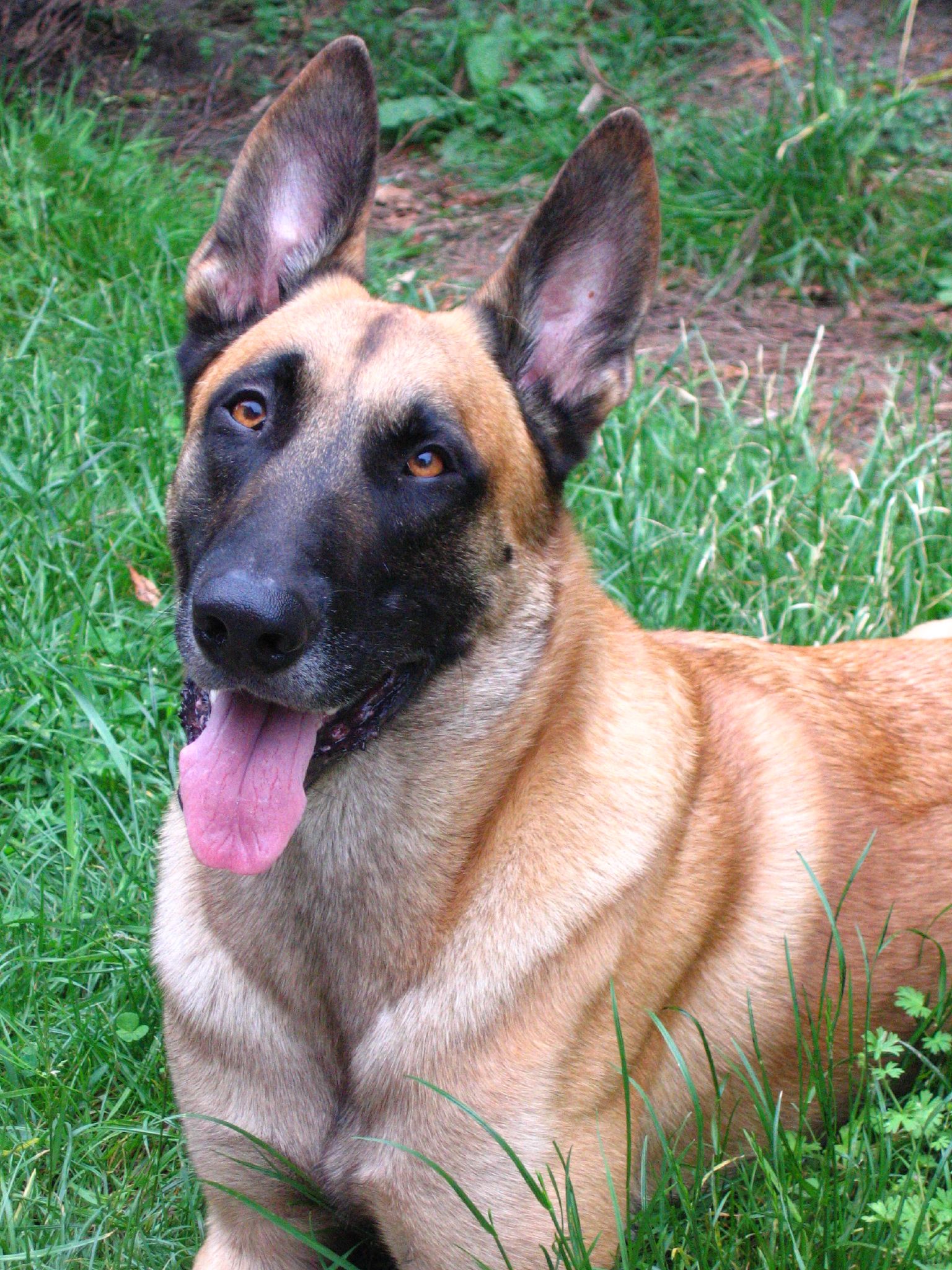 Belgian_Shepherd_Malinois_grass_portrait.jpg