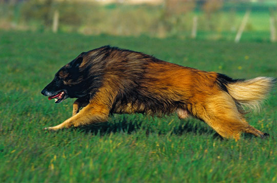 belgicky_ovcak_Tervueren4.jpg