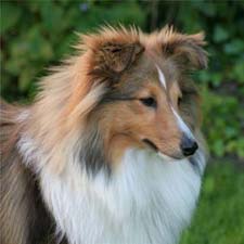 shetland_sheepdog.jpg