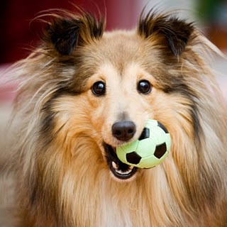 shetland-sheepdog-dog9.jpg