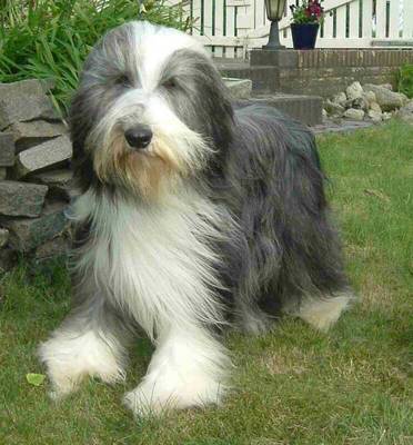 bearded_collie.jpg