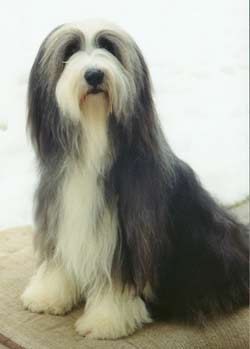 bearded_collie 2.jpg