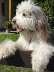 BeardedCollie.jpg