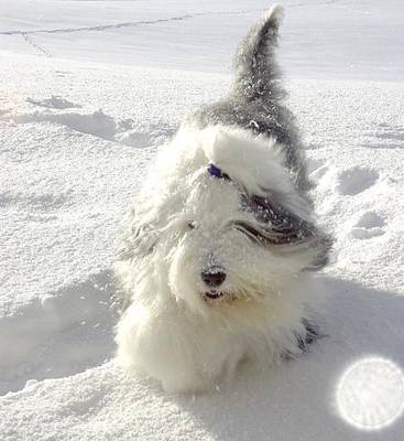 old_english_sheepdog.jpg