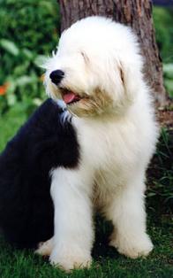 old_english_sheepdog_03.jpg