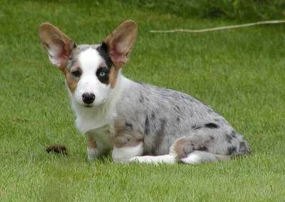 cardigan_corgi.jpg