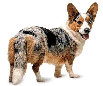 Cardigan_Welsh_Corgi.jpg