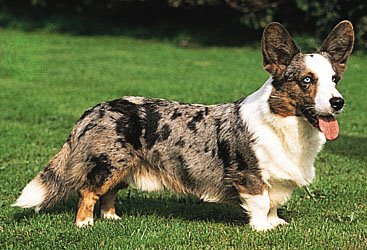 Welsh Corgi Cardigan.jpg