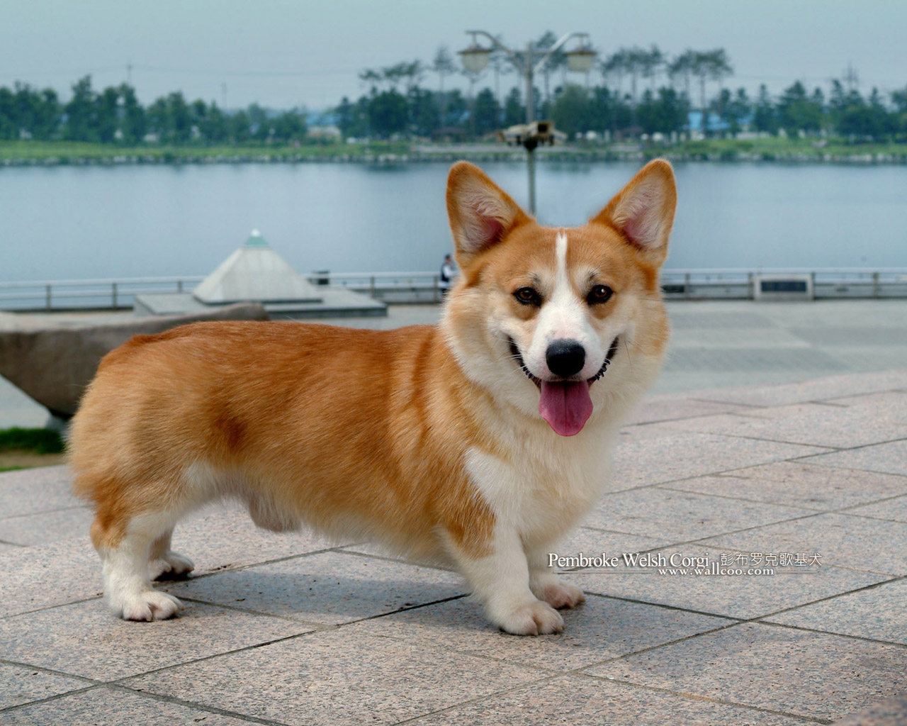 wallcoo_com_Pembroke_Welsh_Corgi_picture_85487.jpg