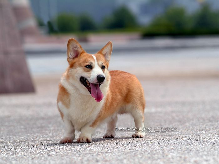 wallcoo_com_Pembroke_Welsh_Corgi_picture_85488.jpg