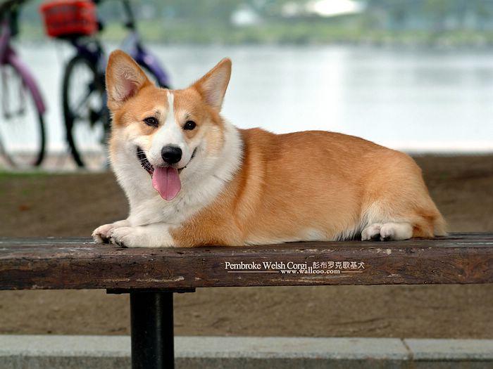 wallcoo_com_Pembroke_Welsh_Corgi_picture_85494.jpg