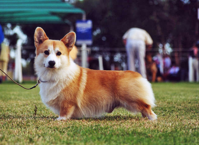 welsh-corgi-pembroke-b001.jpg