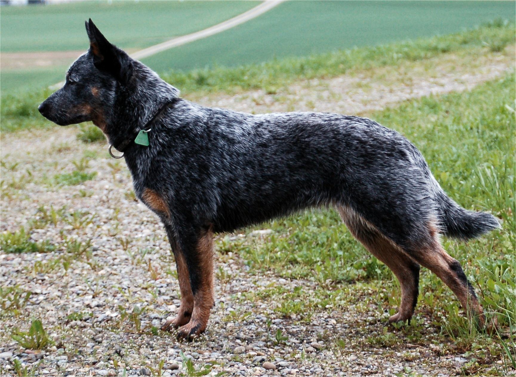 Australian_Cattle_Dog_Naava.jpg