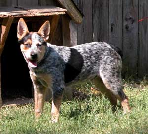 Australian-Cattle-Dog.jpg