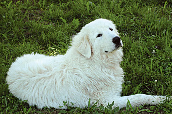 cane-pastore-maremmano-abruzzese.jpg