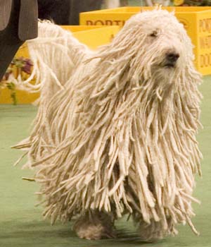 komondor.jpg