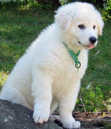 biggie_kuvasz_10_jpg_w450.jpg