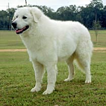 kuvasz2.jpg