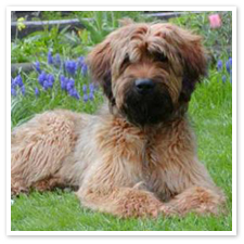 briard.jpg