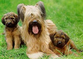 briard1.jpg