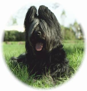 briard-gf1.jpg