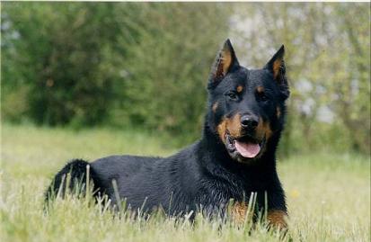 beauceron.jpg