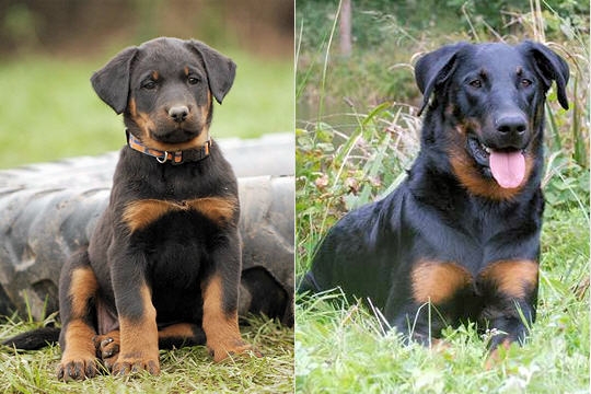 beauceron-395812.jpg