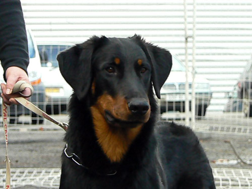 Beauceron_2Ddog4.jpg