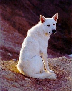 Canaan_Dog.jpg