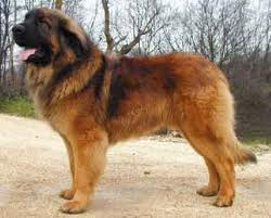 Leonberger25.jpg