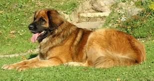 Leonberger45.jpg