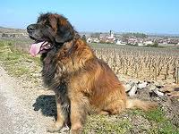 Leonberger54.jpg