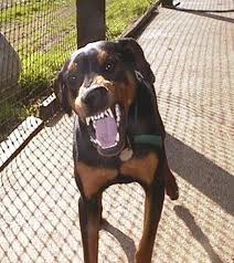 Dobermangr.jpg