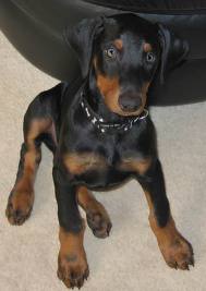 Dobermanoaoa.jpg