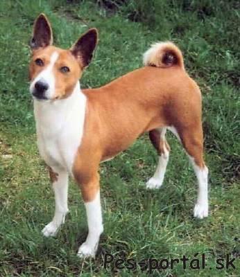 basenji.jpg