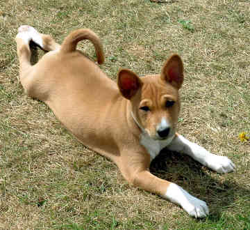 basenji-0019.jpg