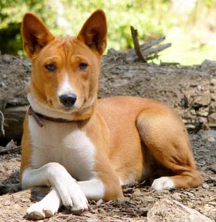 basenji 2.jpg