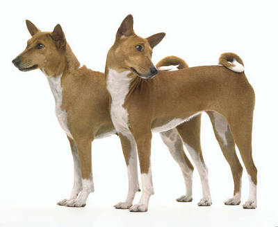 basenjis.jpg