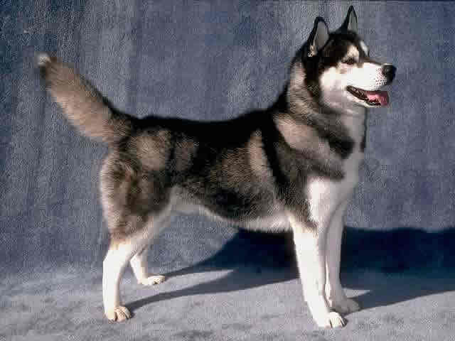 siberian-husky-1