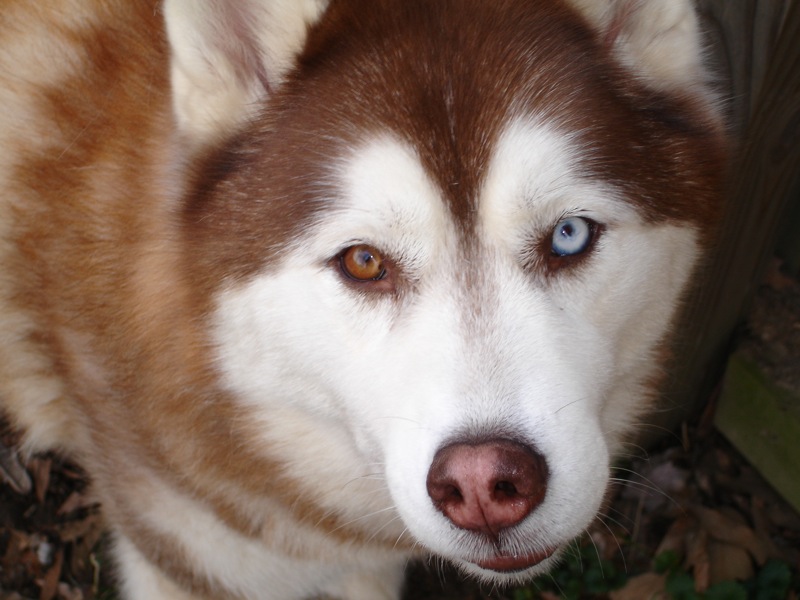 siberian-husky-2