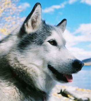 siberian-husky-3