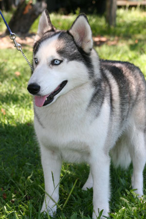 siberian-husky-4