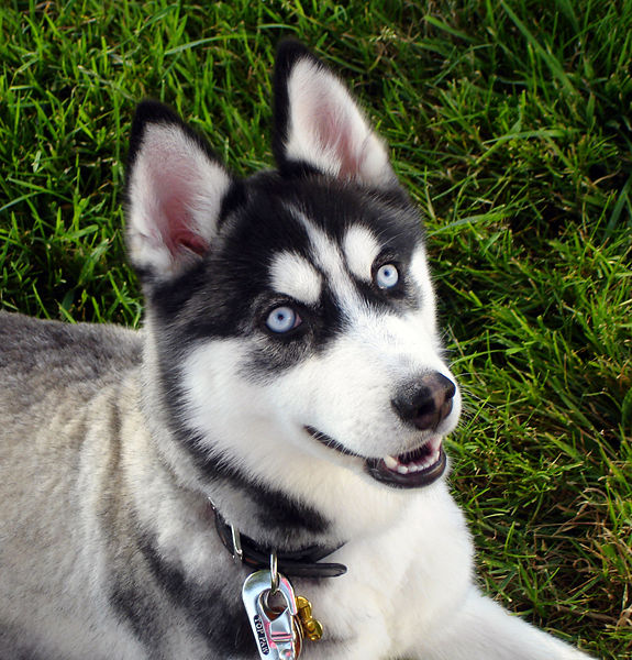 siberian-husky-5