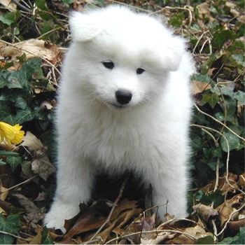 samoyed-5