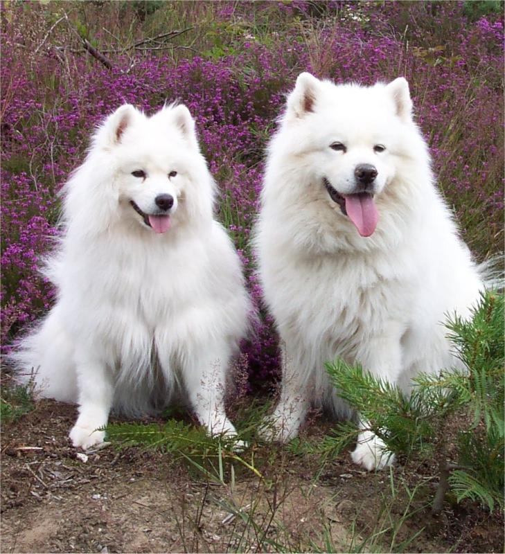 samoyed-1