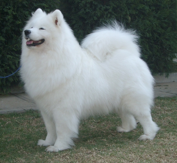 samoyed-2