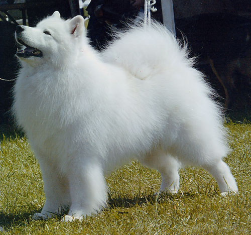 samoyed-3